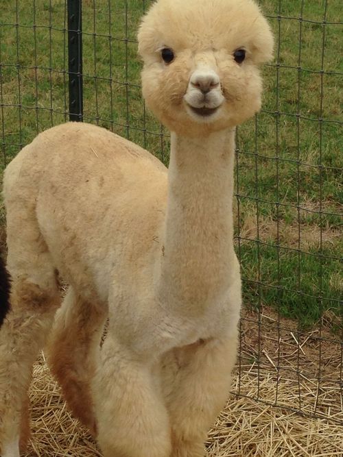 Alpacas for Sale & Alpaca Farm in Littlestown PA Quarry Critters