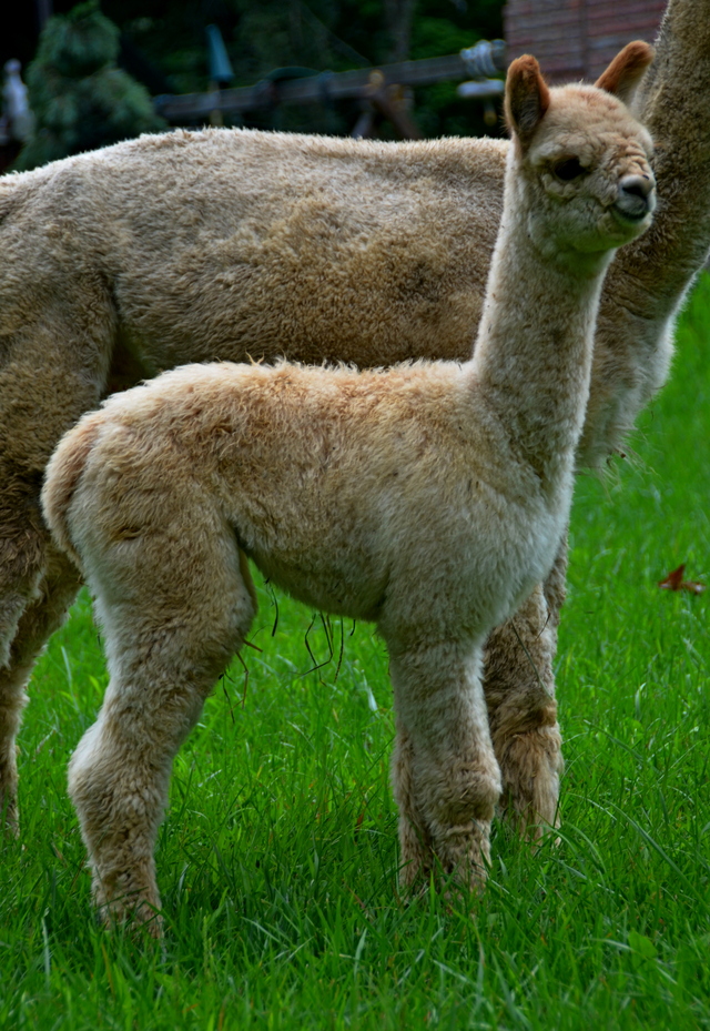 Alpacas For Sale WP Elite Emeera Huacaya, Female, Proven