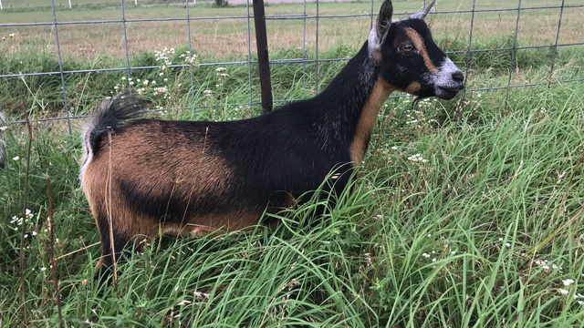 Openherd Tender Mercies Nigerian Dwarf Goats is Dairy Farm located in