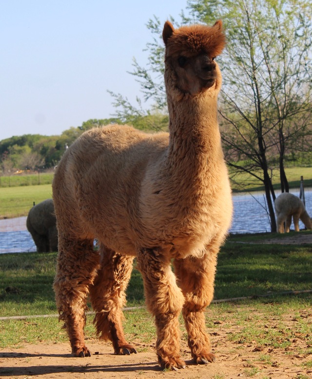 Alpacas For Sale Snowmass Royalty Rising Huacaya, Female, Proven