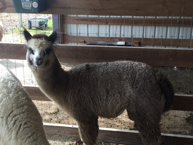 Alpacas For Sale MFI Huacaya, Female, Proven North Carolina