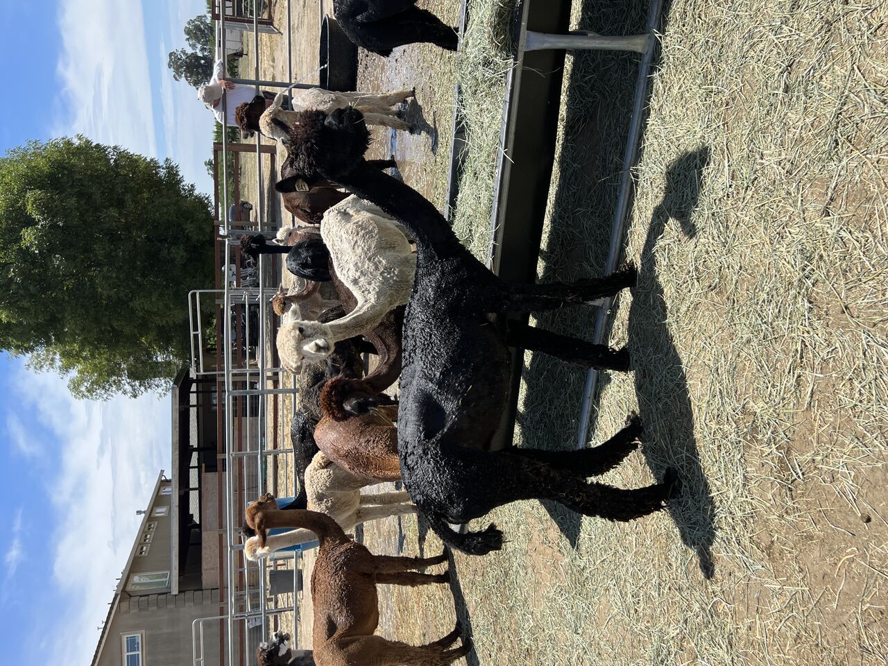 Alpacas For Sale Estates Satin Coalette Huacaya, Open (Female