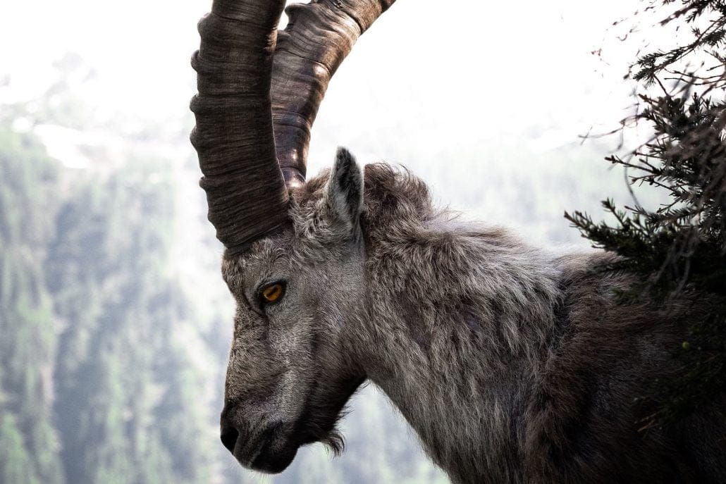 Why is the GOAT a Symbol of Greatness and Excellence? Openstream