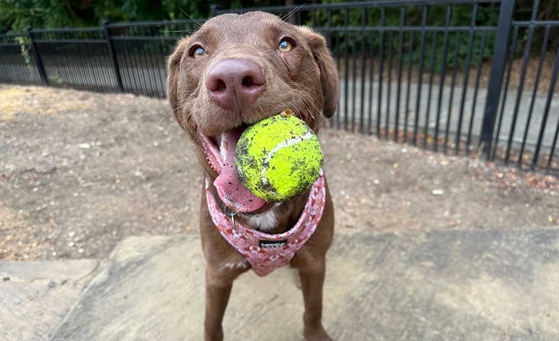 Managing destructive chewing in dogs | Operation Kindness