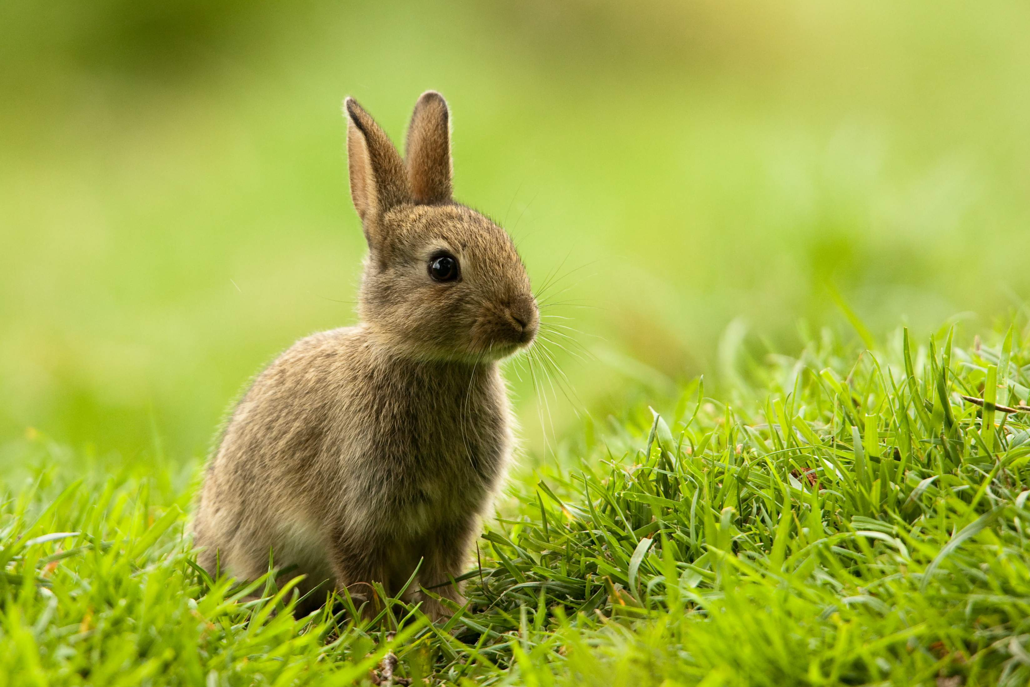 Rabbits – Rehabilitating Orphan and Injured Wildlife Since 1962