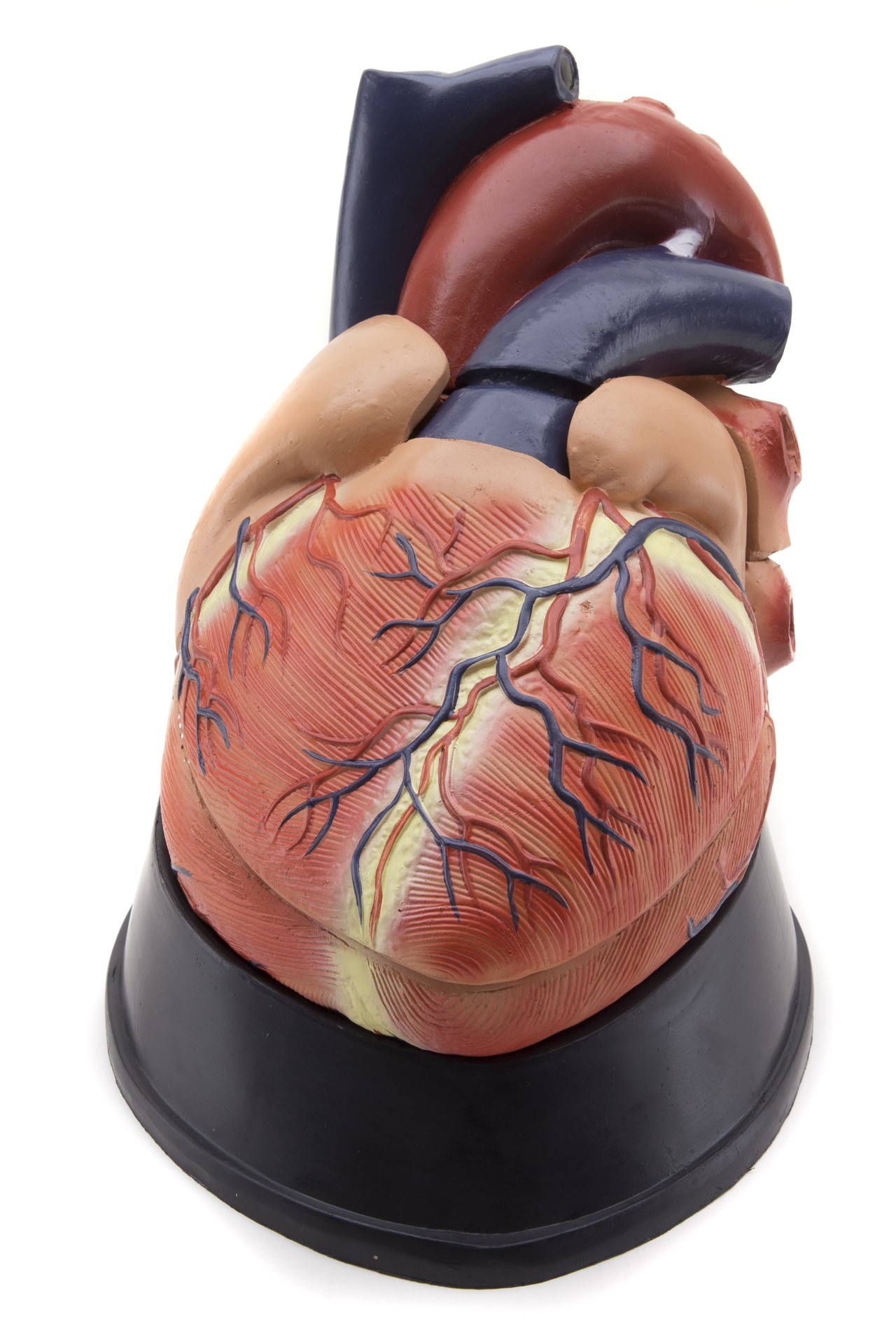 GD0321 Heart OPTIKASCIENCE