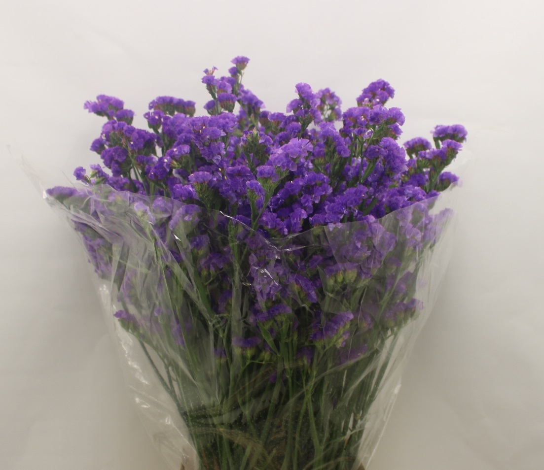 limonium Flower Optimal Connection