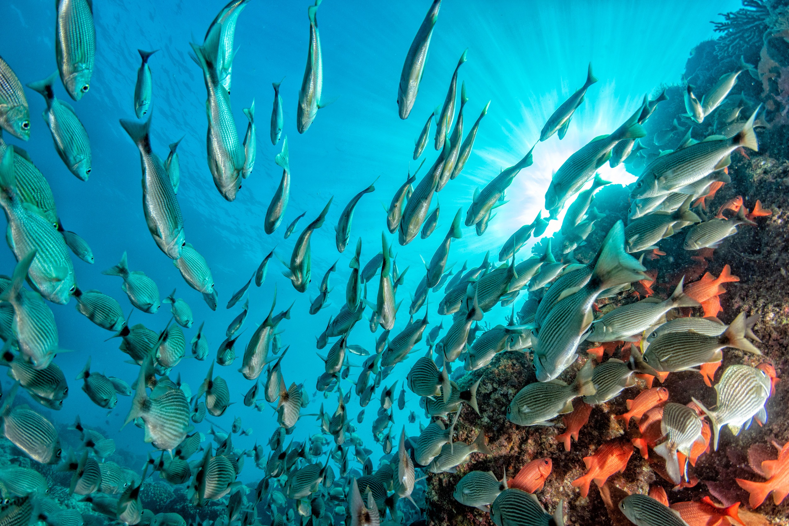Why do fish swim in schools? New study reveals unexpected benefits