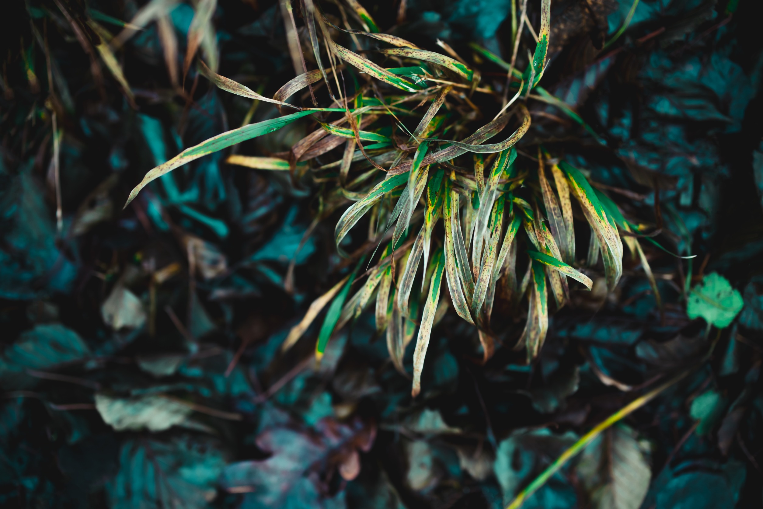 Botanists identify 33 global ‘dark spots’ filled with undiscovered