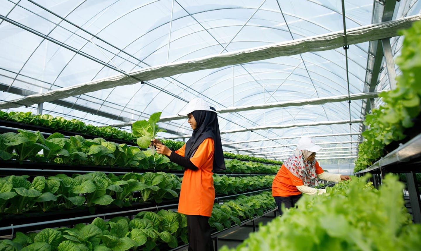 Local vegetable delivery services stuck with fresh produce they can no