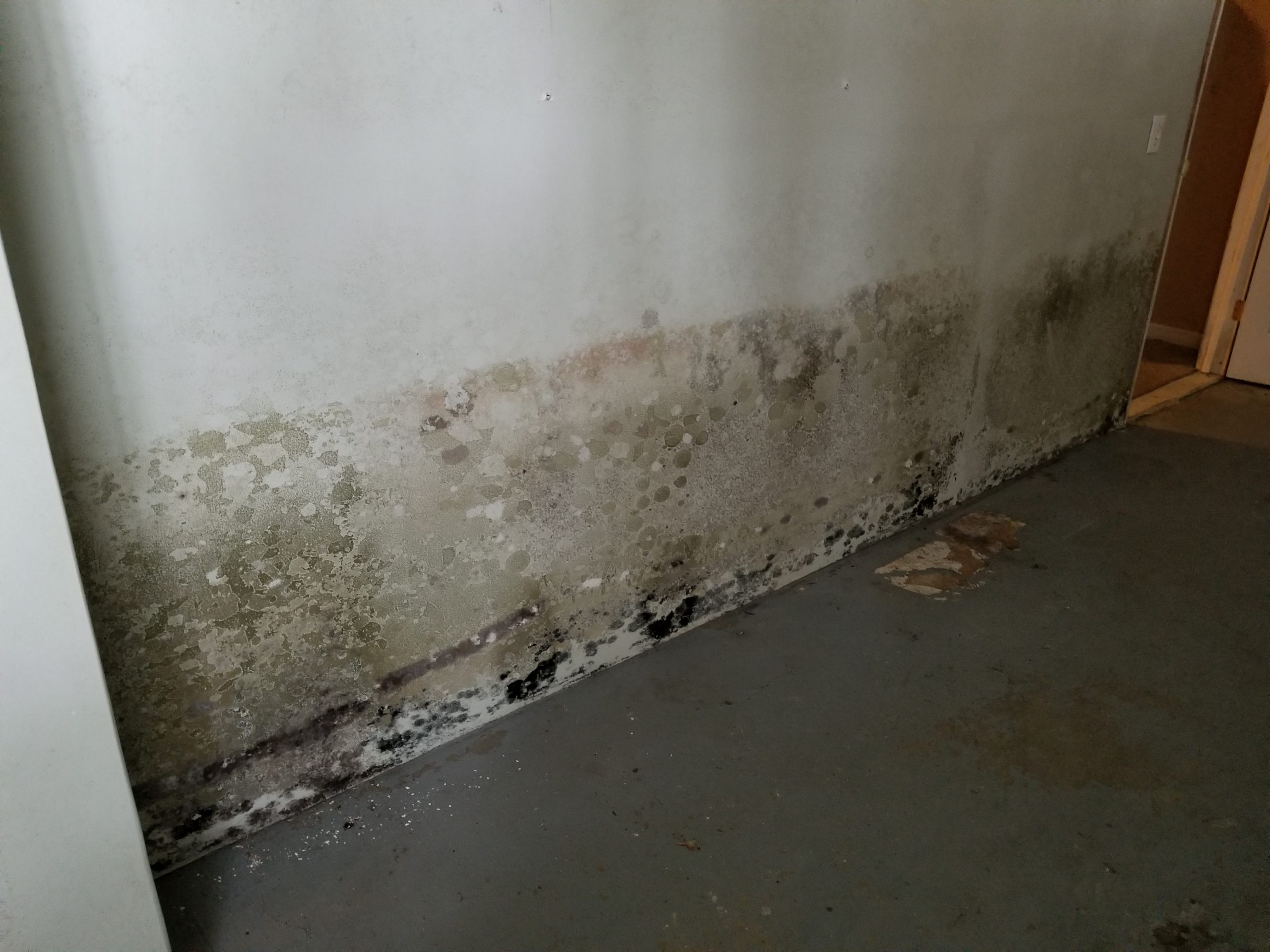 Steps To Prevent Mold in Your Basement Orangemarigolds