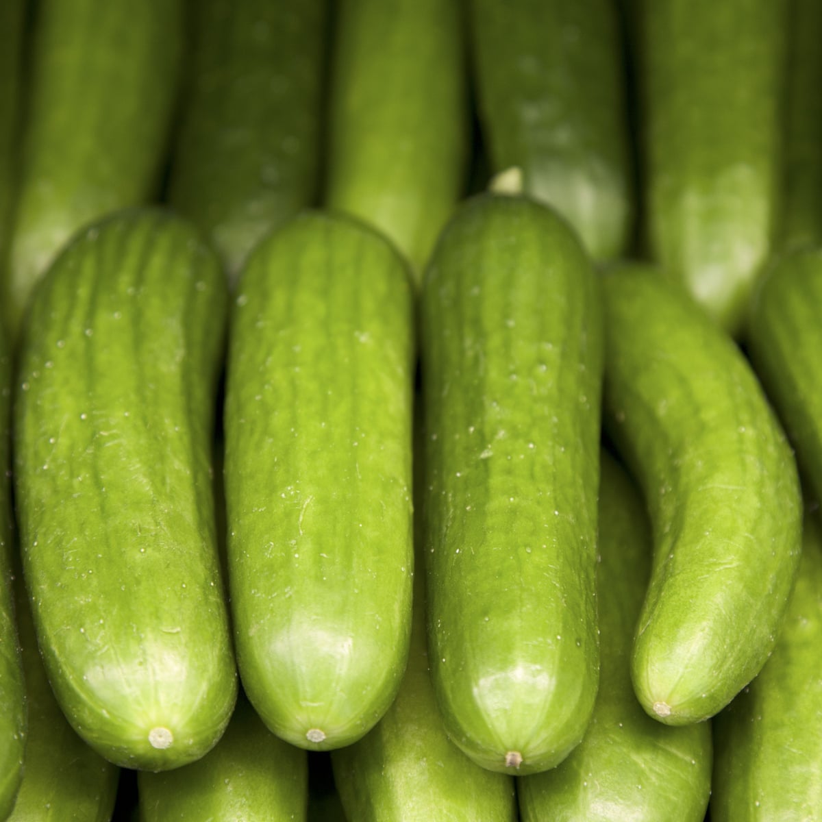 Cucumbers Production in Australia (2019) Orchard Tech