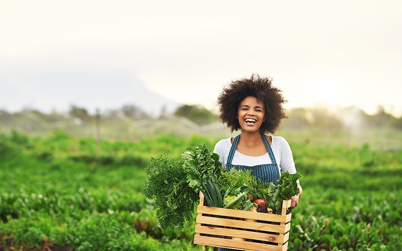 Is a Harvesting Job the Right Choice for You? Orchard Tech