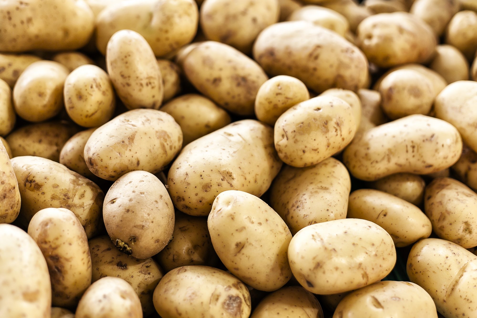 Potato Shortage At its Worst in Tasmania Orchard Tech