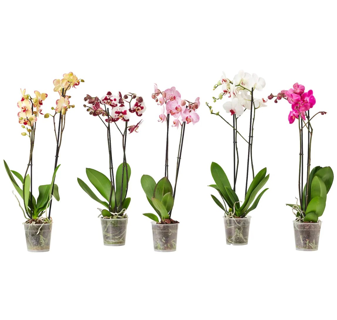A Comprehensive Guide to Orchid Varieties for Every Home Garden OrchidTree
