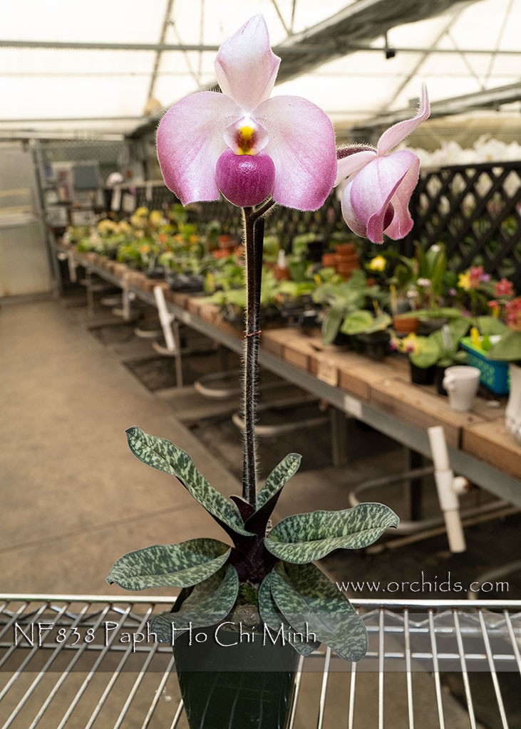 Paph. Ho Chi Minh (Paph. delenatii ' Miss Saigon' x Paph. vietnamense