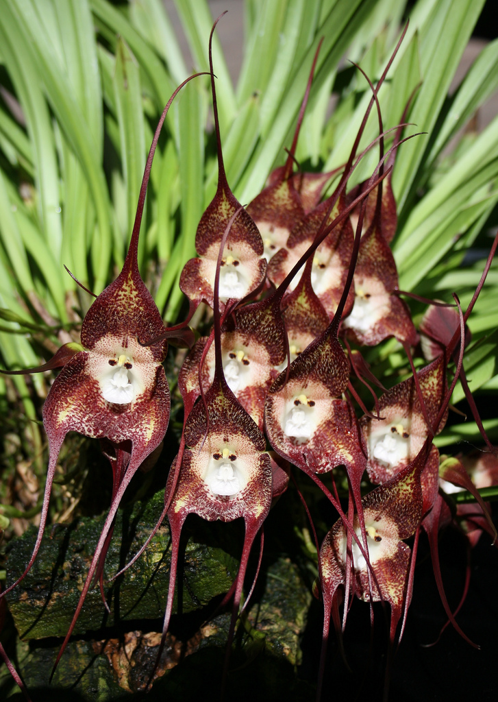 9 Orchids That Look Like Animals to Trick Animals and Insects
