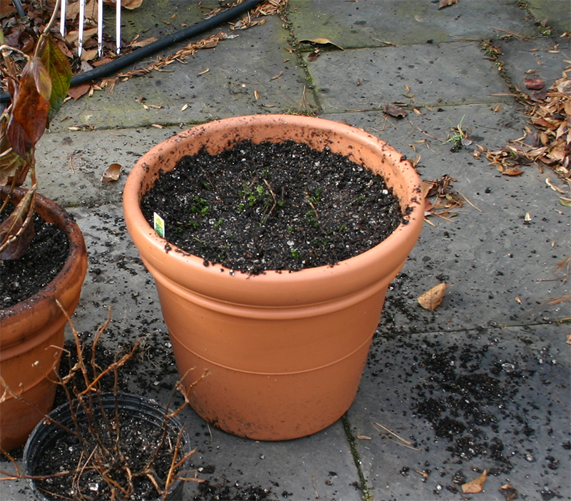 How to Grow and Care for a Moth Orchid Orchids Plus