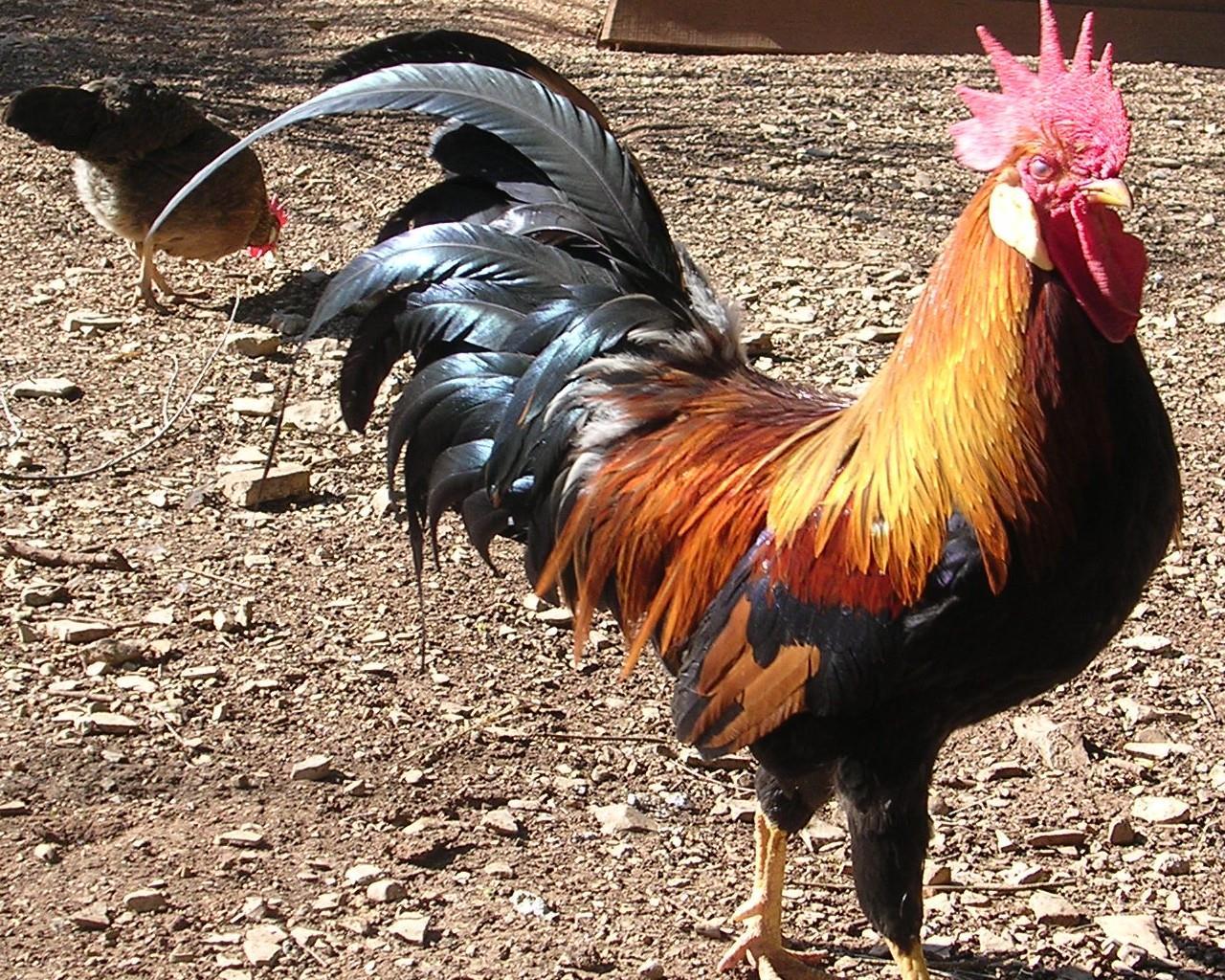 Le coq hardi Ordissinaute