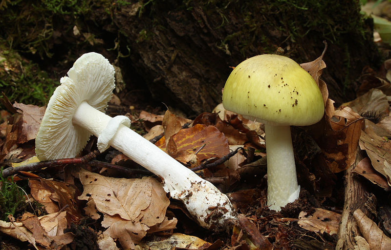 Oregon Health Authority Mushroom Safety Acute and Communicable