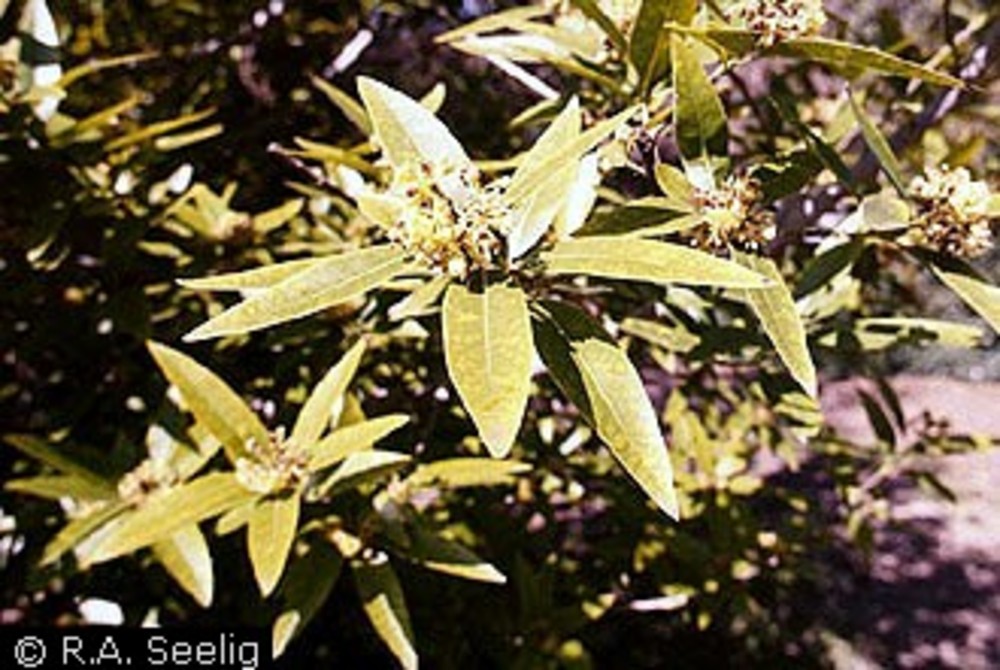 Myrtlewood Industry