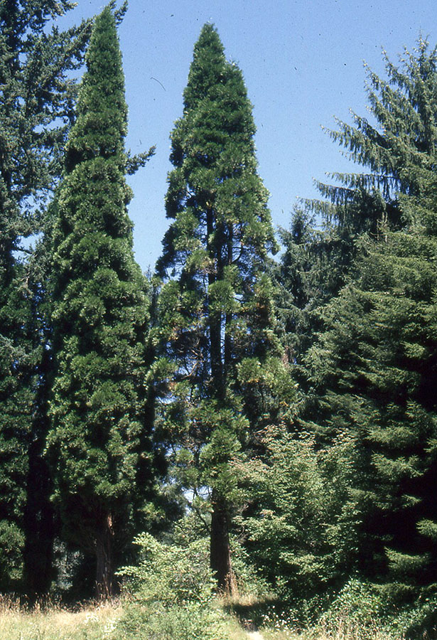 Western red cedar