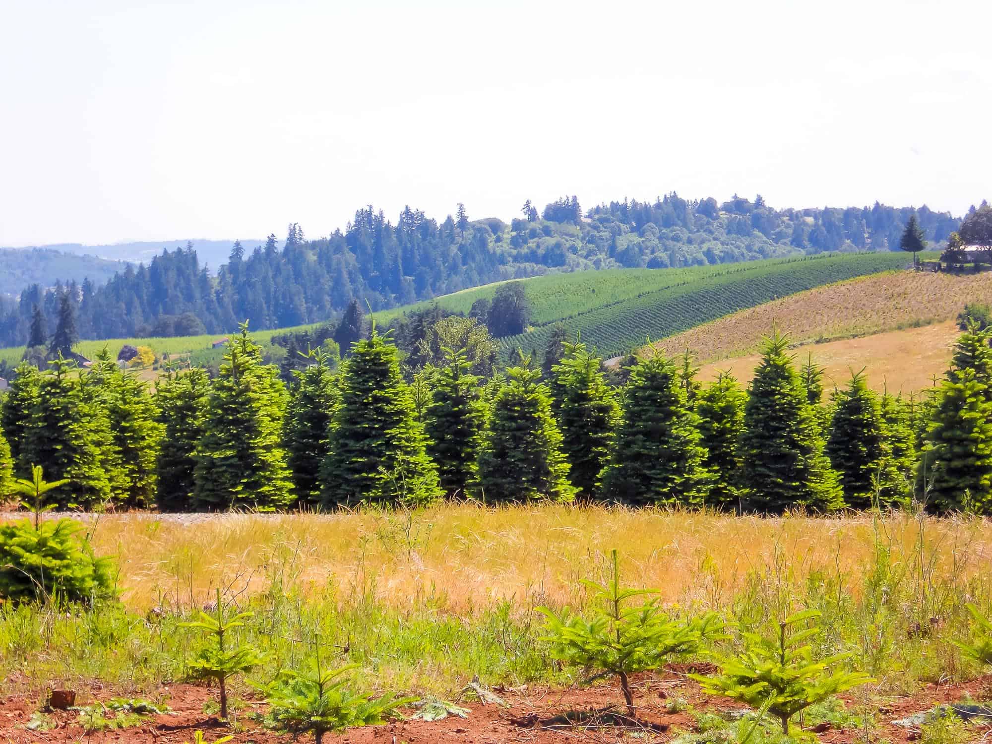Christmas Tree Farm Property For Sale In Oregon