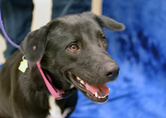 Texas Dogs Available for Adoption Oregon Humane Society