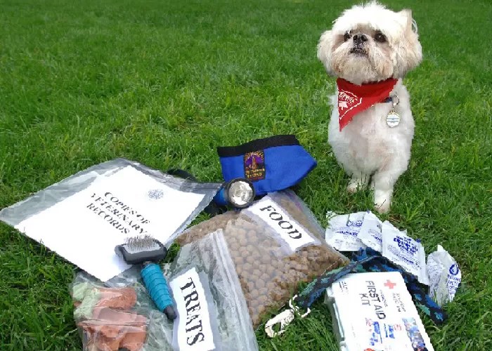 Keep Pets Safe During Natural Disasters; Ash Fall Precautions Oregon