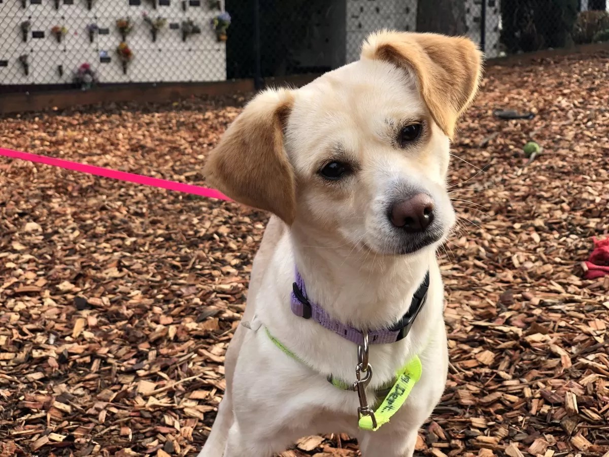 Pet Supply Shop Oregon Humane Society
