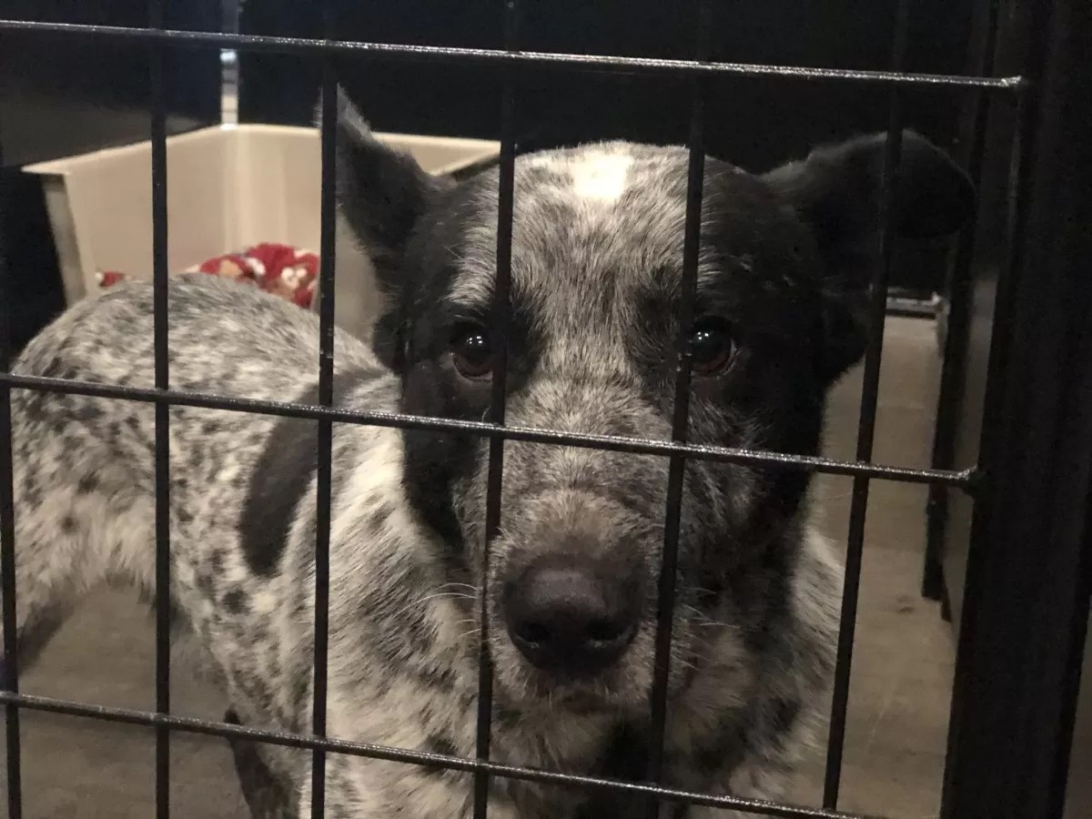 Oregon Humane Society Takes in 17 Dogs from Klamath County Neglect Case