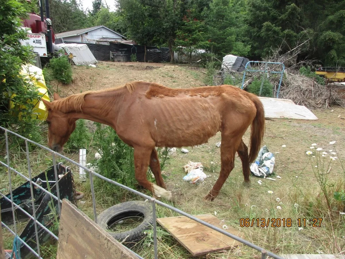 Oregon Humane Society Rescues Animals from Yamhill County Property Oregon Humane Society