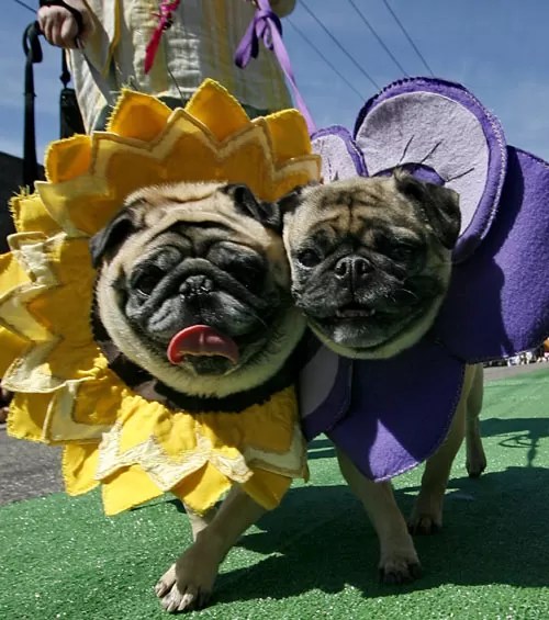 Oregon October 2023 Dog Events Events Calendar | Oregon Humane Society