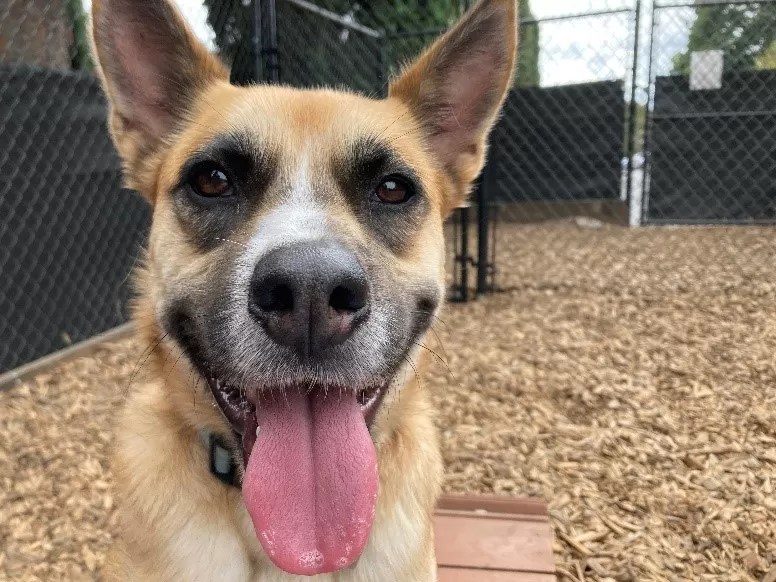 baytown animal shelter dogs Onita Nickel