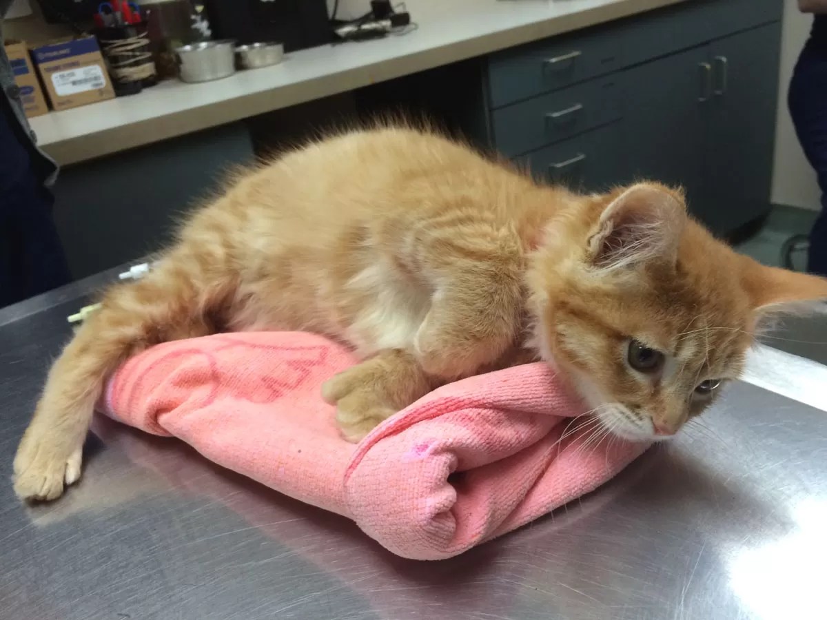 Hayward Cats Get a Second Chance OHS