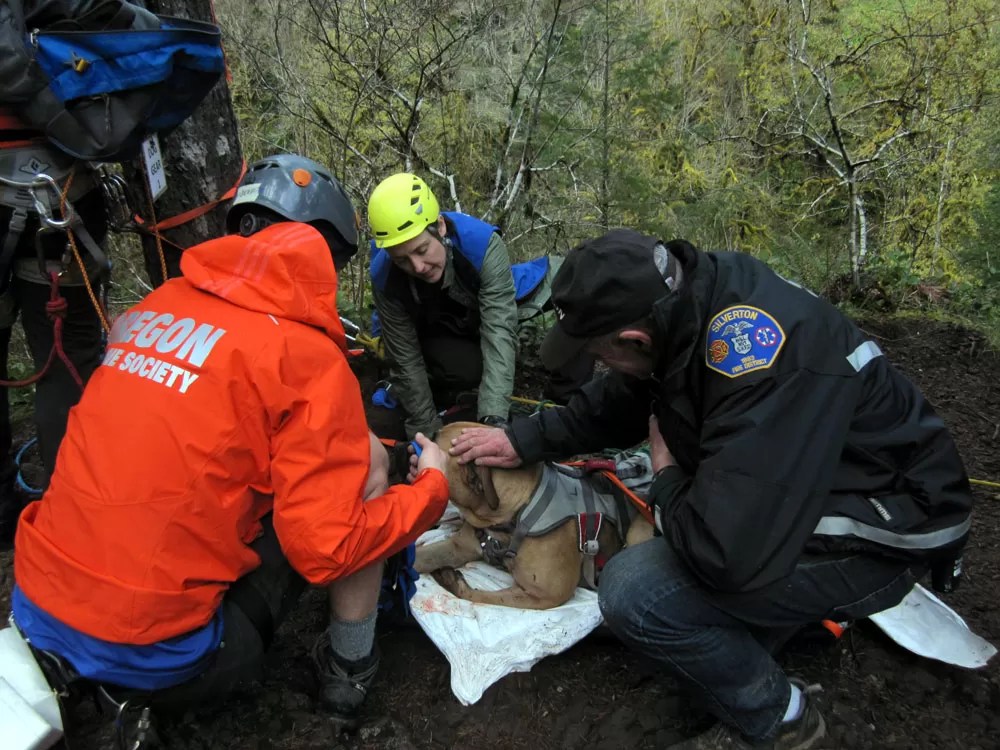 Dog Rescued in Santiam Forest Oregon Humane Society