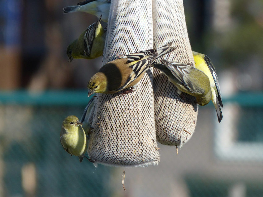 Who’s visiting your feeder? Metro