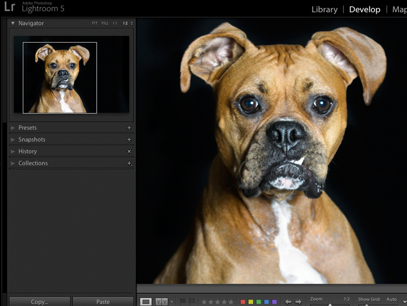 Editing and Formatting Your Pet Portrait Pet Portraits That Stand Out