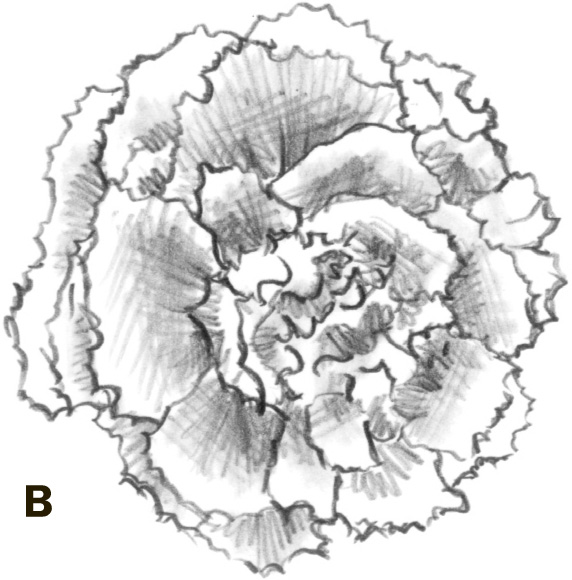 Carnation Drawing Flowers with William F. Powell [Book]