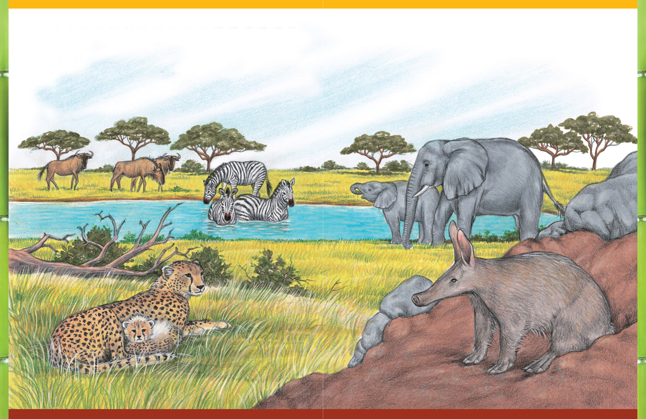 Animals In The Wild Animals [Book]