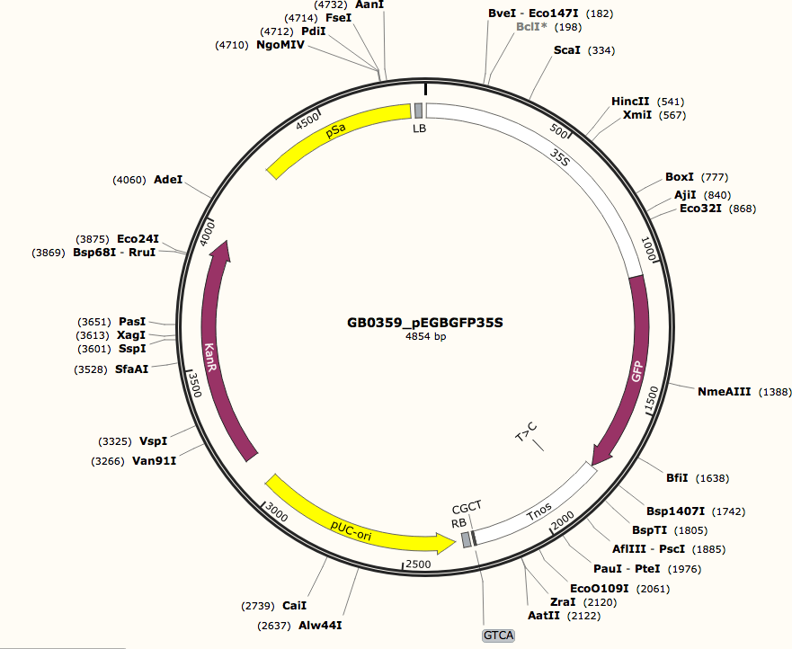 How to build and use a gene gun O’Reilly