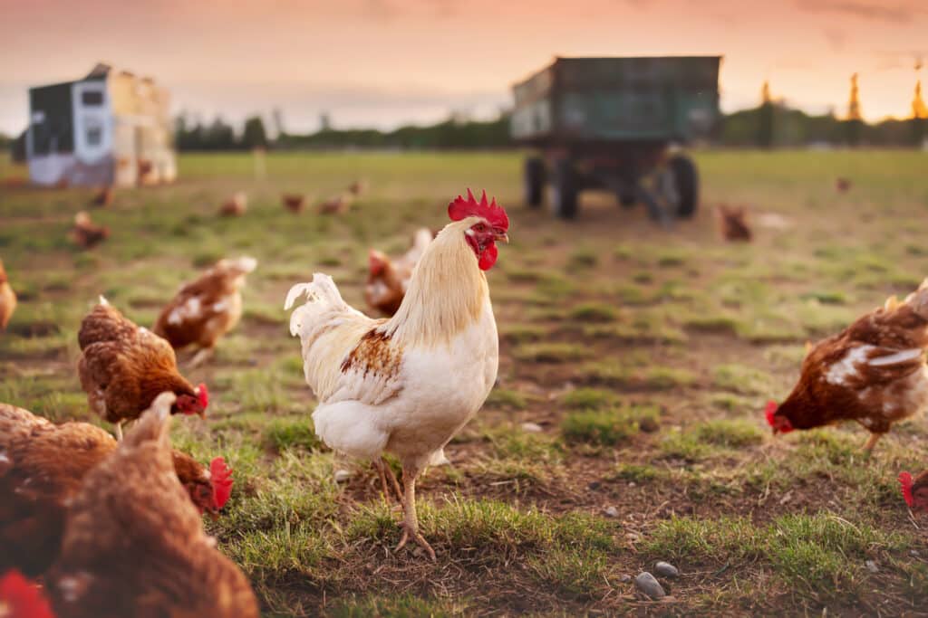 Organic chicken Is it the better choice? Organic Choice