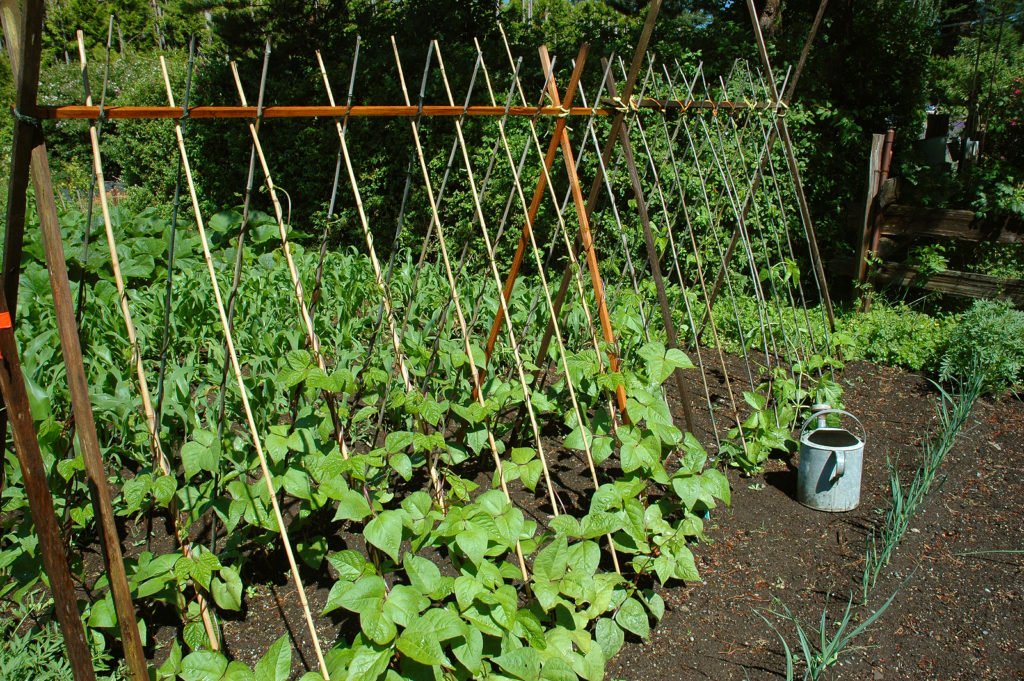 Green Bean Care And Growing Guide Everything You Need to Know