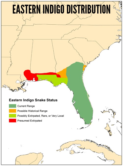 The Eastern Indigo Snake