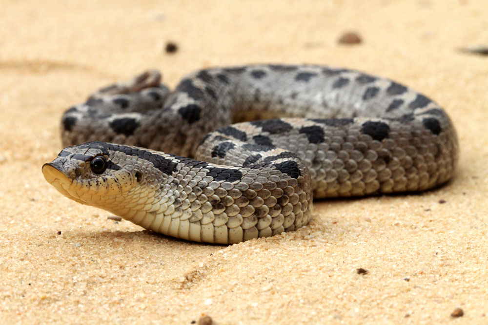 Southern Hognose Snakes Conservation for datadeficient species The
