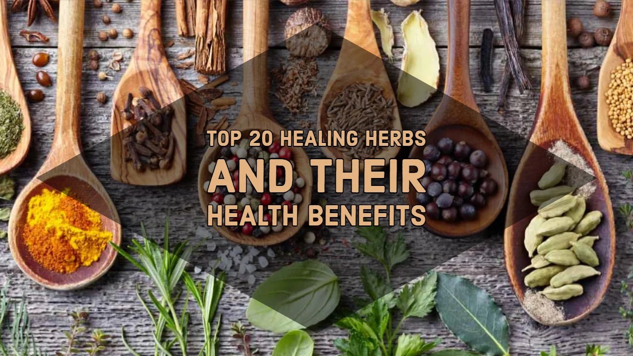 Top 20 Healing Herbs and Their Health Benefits Origin Of Idea