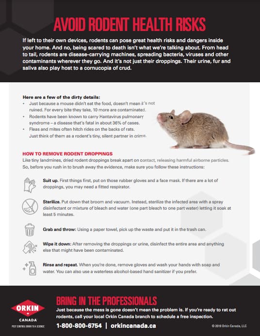 How to Clean Rodent Droppings From Your Home Orkin Canada Canada