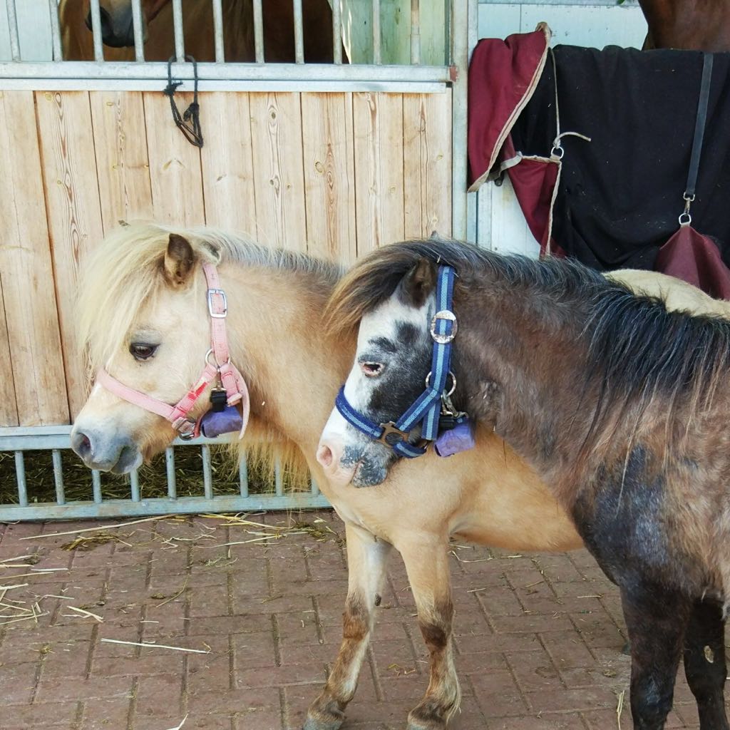 Breeding Miniature Horses ORLY HERBST