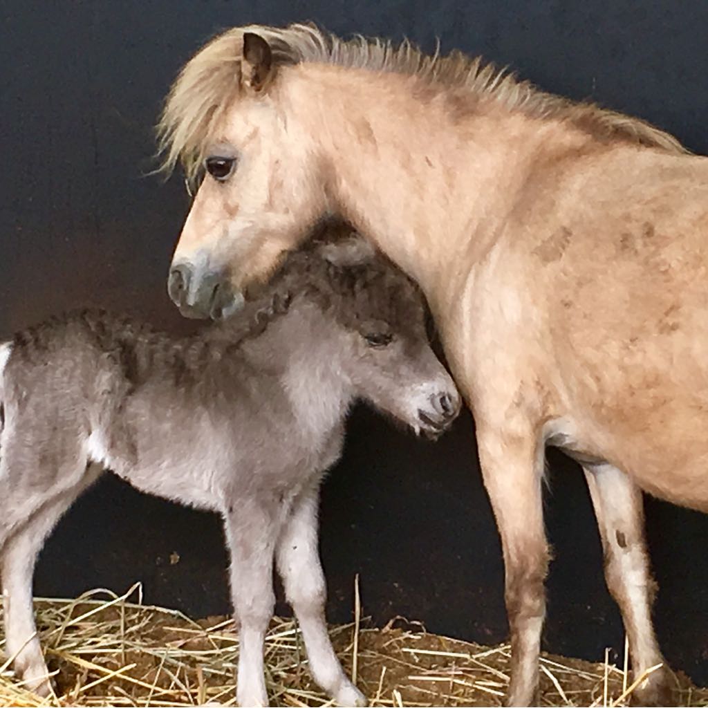 Breeding Miniature Horses ORLY HERBST