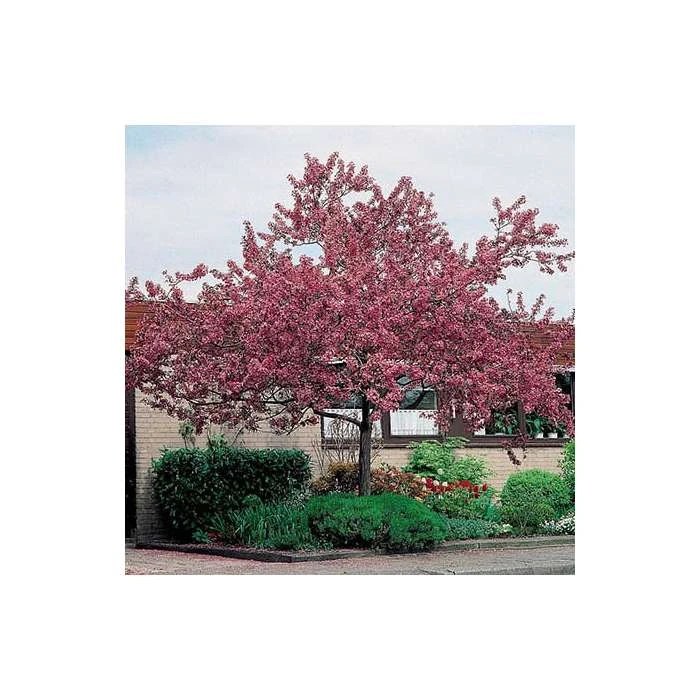 Malus floribunda Crabapple Tree Roots Shop